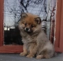 Померан , снимка 2
