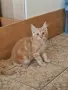 котенца Мейн Куун, снимка 17