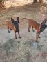Белгиски офчарки мъжко и женско, снимка 2