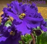 Saintpaulia Сейнтполия Сентполия African Violet Aфриканска теменужка стайна теменужка Фiалка, снимка 2