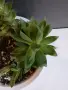 Градинка от сукуленто, снимка 10