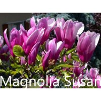 Магнолия - Magnolia НАЛИЧНИ 24 ВИДА Студоустoйчиви, снимка 13 - Градински цветя и растения - 28046229