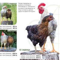 Еднодневни пилета и разплодни яйца, снимка 11 - Кокошки и пуйки - 44728762