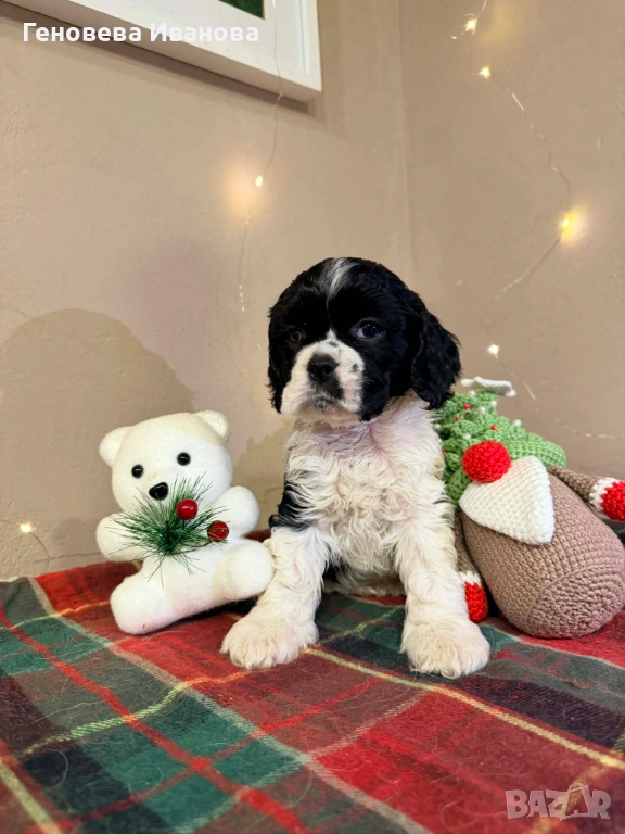 Американски кокер шпаньол, снимка 1