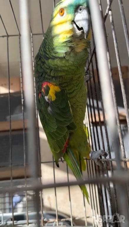 Продава женска синьочела амазона, снимка 1