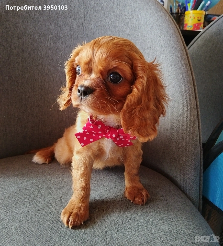 Кавалер Кинг Чарлз шпаньол, снимка 1