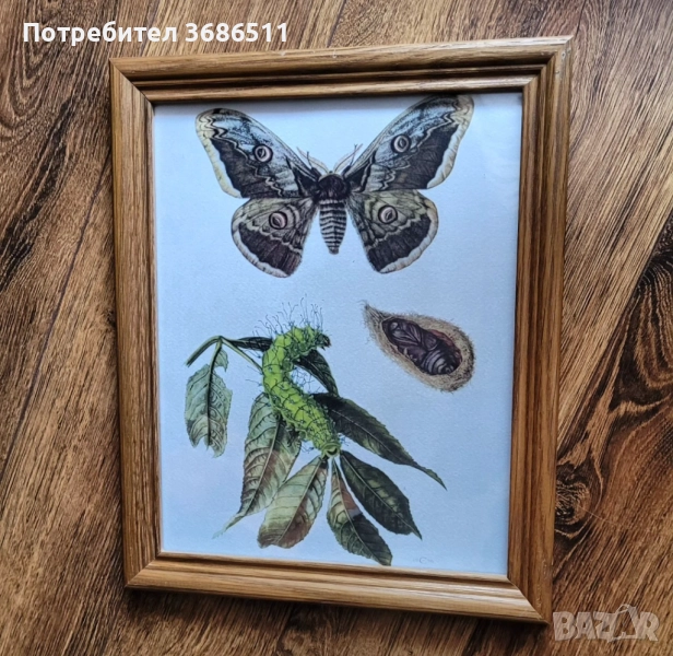 Принт на пеперуда  в дървена масивна рамка, снимка 1