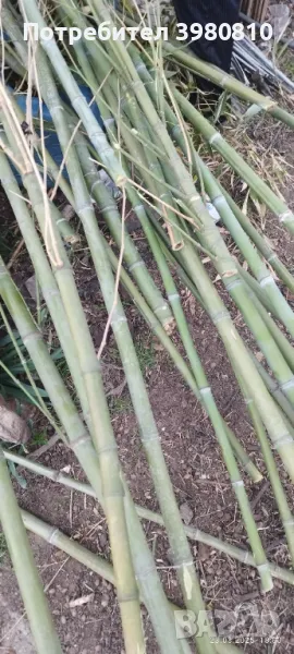 Продавам бамбук , снимка 1