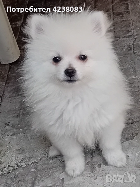 Померан, снимка 1