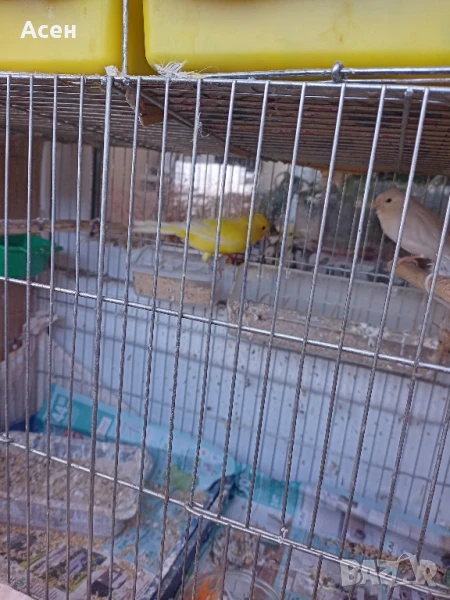 мъжки и женски канарчета Благоевград певчески , снимка 1