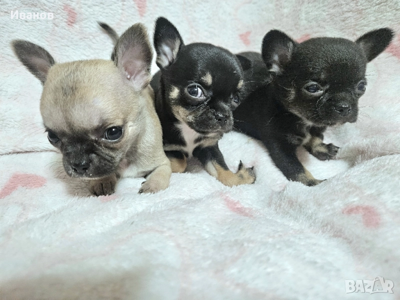 Чихуахуа мини момичета , снимка 1