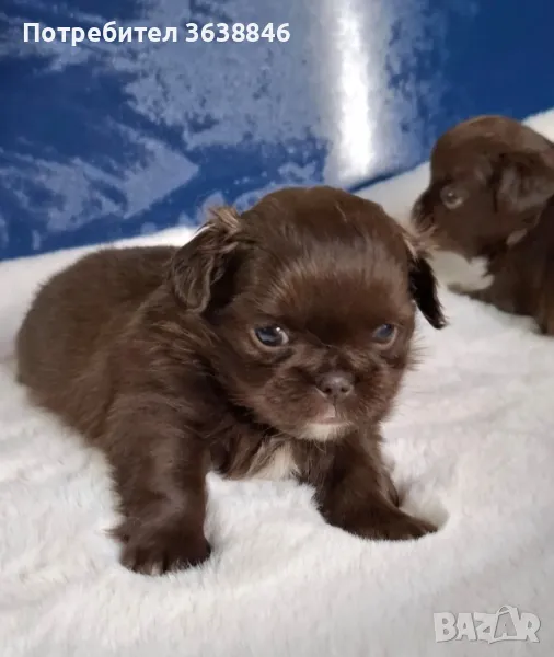 Пекинез, снимка 1