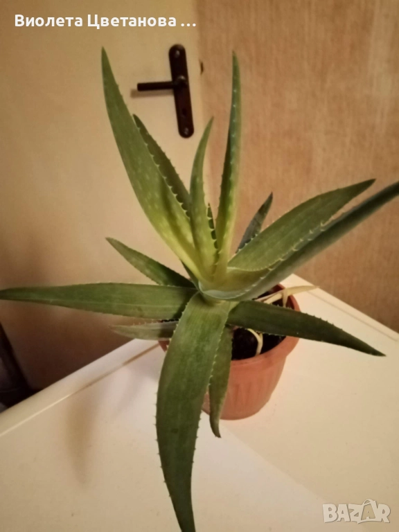 Цвете алое вера в саксия, снимка 1