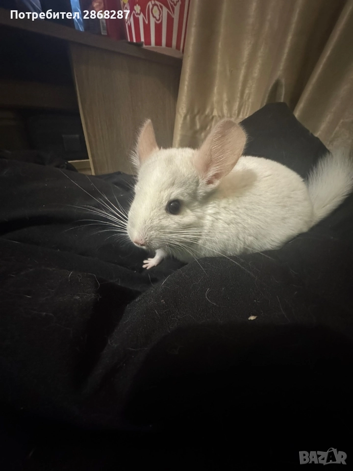 чинчила, снимка 1