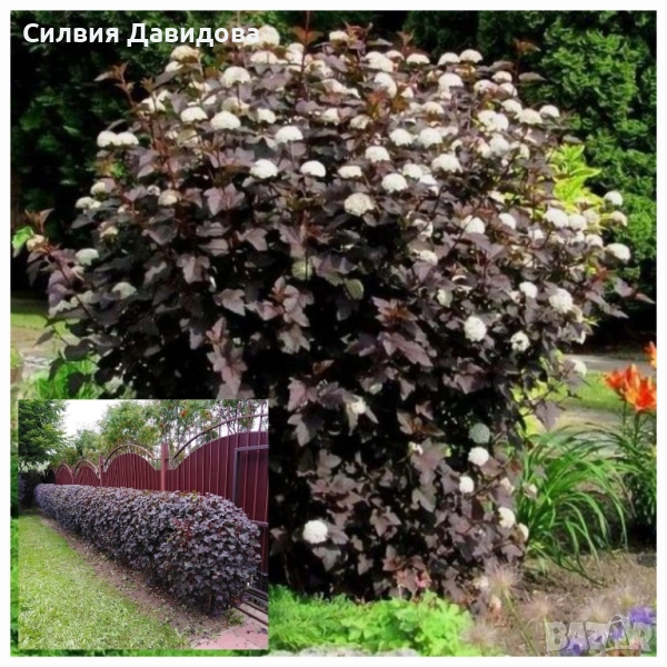 Физокарпус, снимка 1