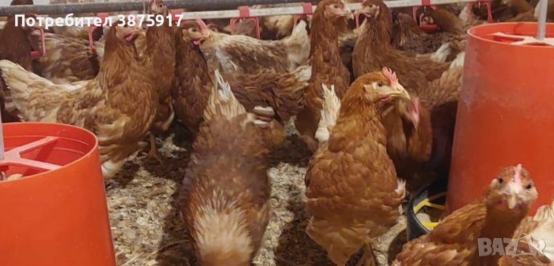 продавам ярки ломан Браун , снимка 1