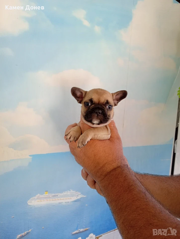 Френски булдог  french bulldog , снимка 1