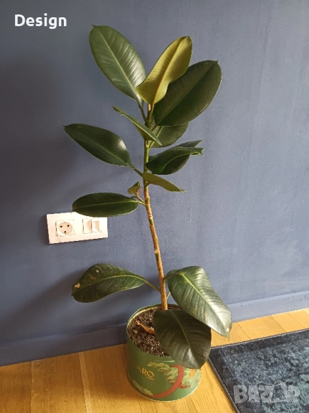 Стайно растение Фикус 90 см., снимка 1