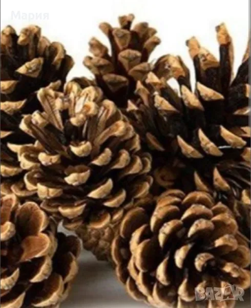 Шишарки/на едро, снимка 1