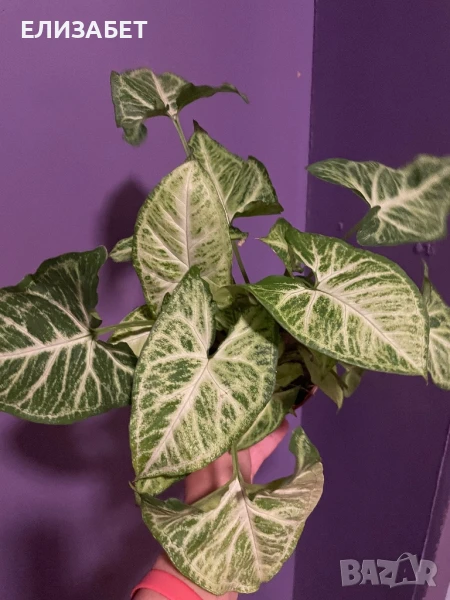 Singonium, снимка 1