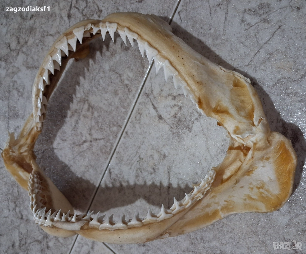 Челюст от Бул Шарк "БИЧА АКУЛА" 100% Истинска, снимка 1