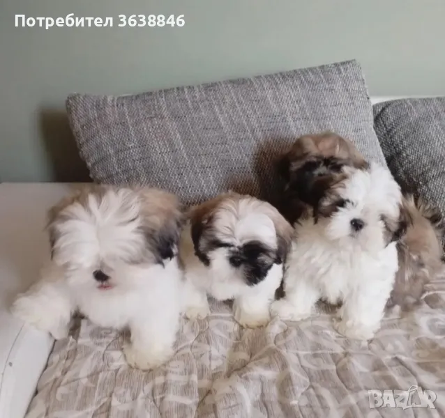 Ши тцу, снимка 1