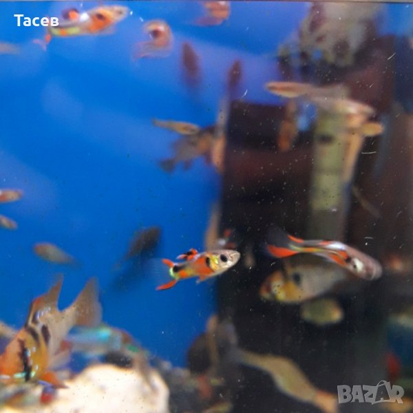 Ендлер гупи-различни видове, снимка 1