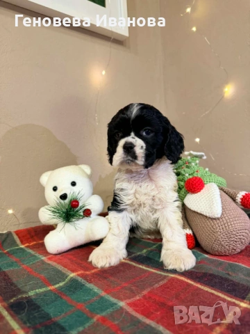 Американски кокер шпаньол