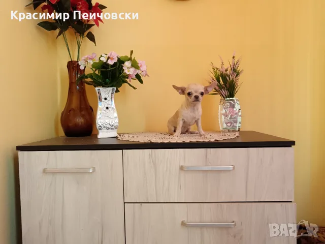 женско чихуахуа. , снимка 2 - Чихуахуа - 55766980