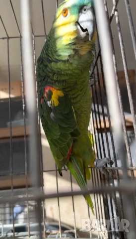 Продава женска синьочела амазона