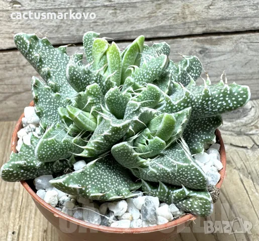 Faucaria f. monstruosa