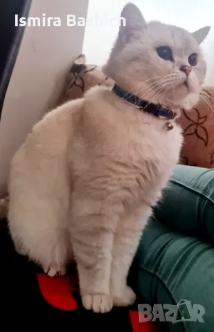 Британец за разплод, снимка 4 - Британска късокосместа - 49222261