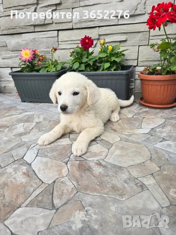 лабрадор ретривър, снимка 4 - Лабрадор ретривър - 53295216