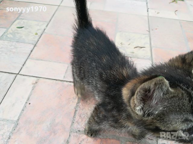 КОТЕ МЯУ МЪР ИВОНКА ВИДИН 0509221551, снимка 14 - Други - 37908082