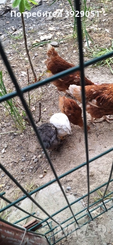 Продавам пилета , снимка 7 - Кокошки и пуйки - 54311612