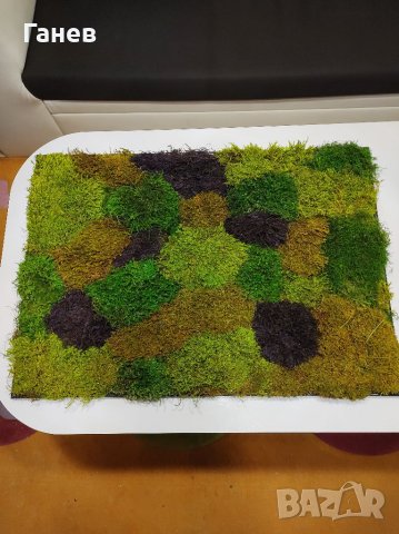 Жива картина от стабилизиран мъх, снимка 4 - Картини - 39416659