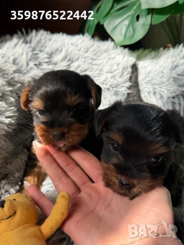 Йоркширски териерчета свободни за капариране, снимка 2 - Йоркширски териер - 53936222