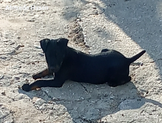 Куче ягдтериер