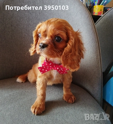 Кавалер Кинг Чарлз шпаньол