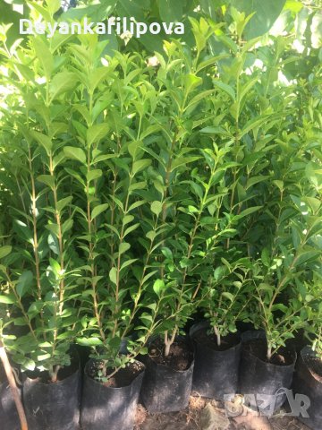 Зелен лигуструм  разклонен ,подрязван перфектен на гол корен- 070 см, снимка 10 - Градински цветя и растения - 18136492