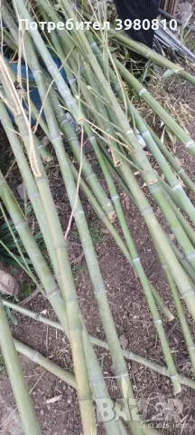 Продавам бамбук 