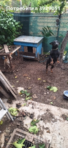 Продавам ягдтериер , снимка 2 - Ягдтериер - 52195519