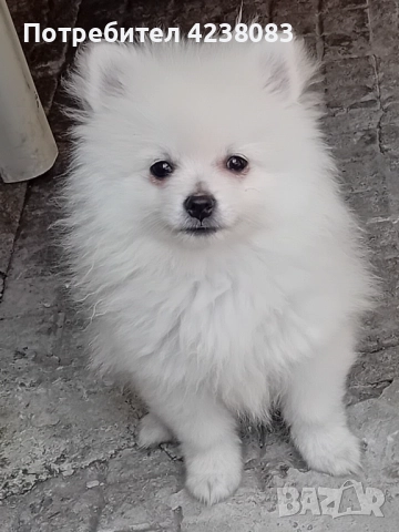 Померан, снимка 1