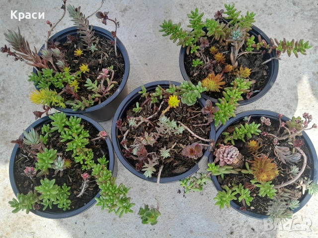 Микс седуми., снимка 2 - Разсади - 53981028