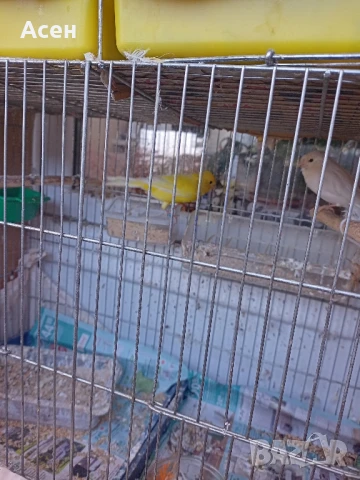 мъжки и женски канарчета Благоевград певчески , снимка 1