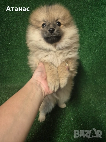 Померан, снимка 3 - Померан - 54134512