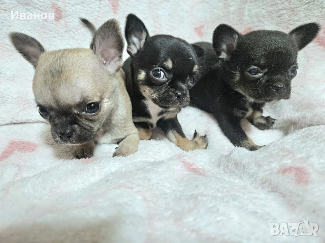 Чихуахуа мини момичета , снимка 1