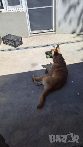 Белгийски овчарки малиноа, снимка 3 - Белгийска овчарка - 52665129