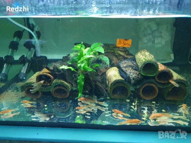 Ancistrus Super red longfin, Super red/Анцитрус Супер ред Воален, Супер ред , снимка 7 - Рибки - 45887222