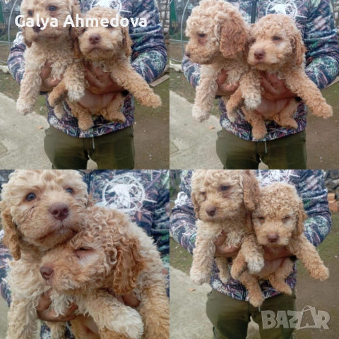 Здравейте продавам чисто кръвни кученца с поставена първа ваксина 